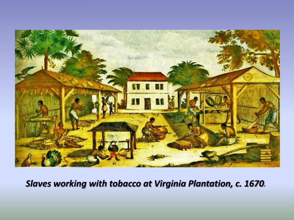 PPT The Southern Colonies and the “Social Experiment” of