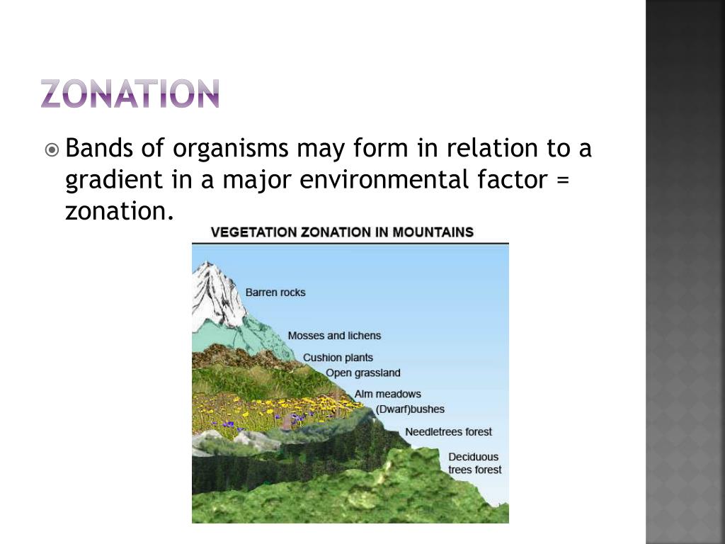 PPT Stratification PowerPoint Presentation, free download ID2061101