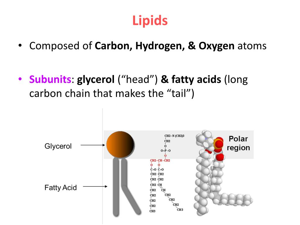 PPT What is the smallest living unit of life? PowerPoint Presentation