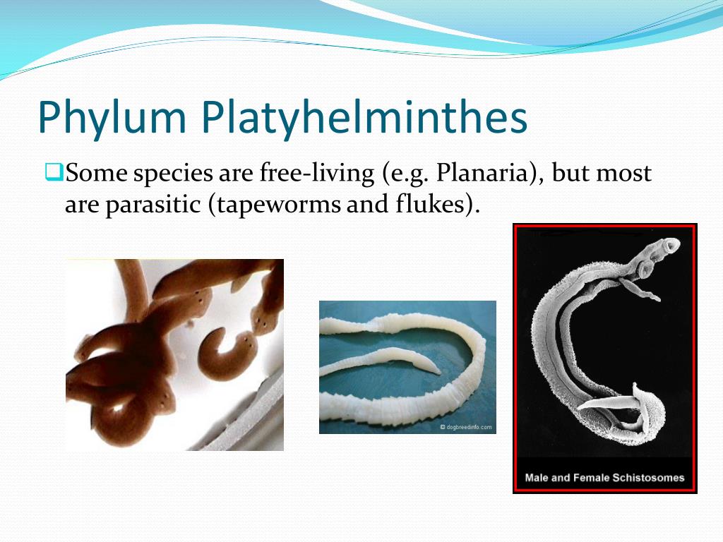PPT What are the ten major phyla in the Animal Kingdom? PowerPoint
