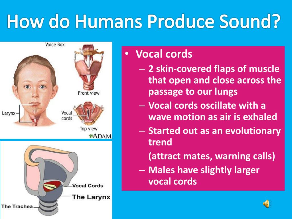 PPT - Human Sound Waves PowerPoint Presentation, free download - ID:2062931