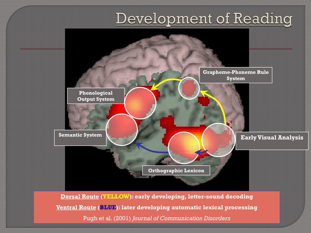 PPT The Brain Might Read That Way! PowerPoint