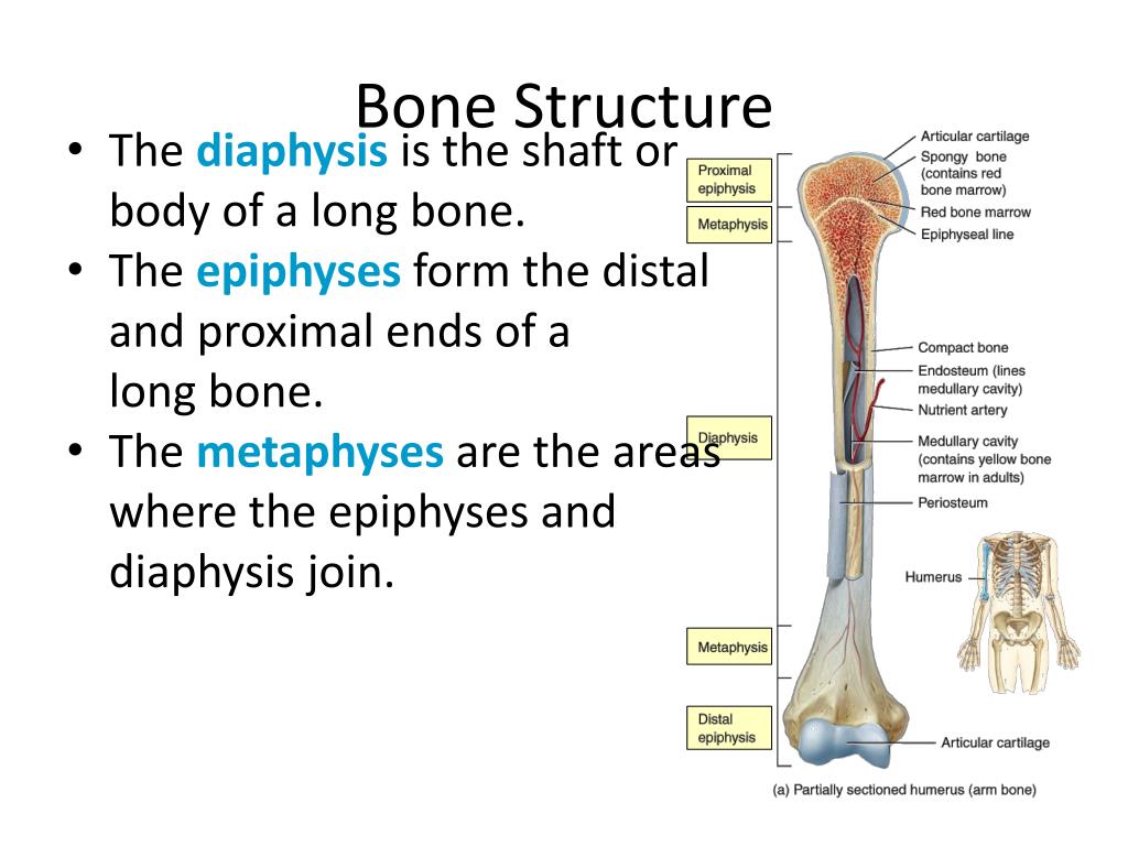 PPT Bone Structure PowerPoint Presentation, free download ID2064486