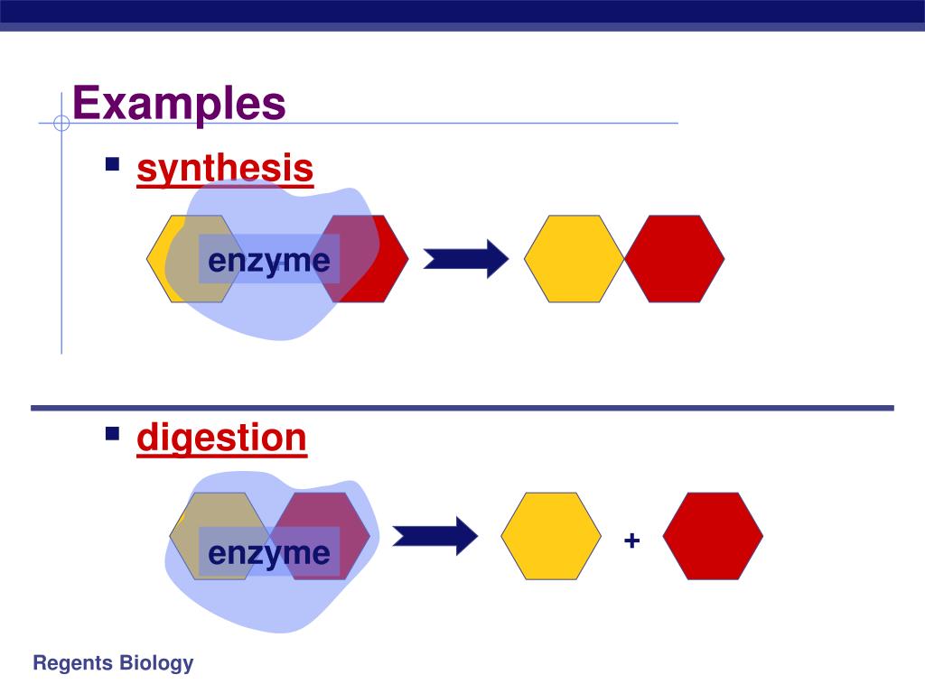 PPT Enzymes “Helper” Protein molecules PowerPoint Presentation, free