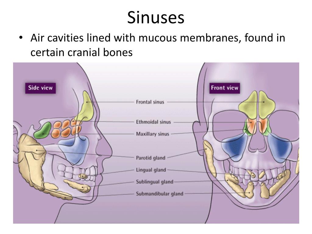 PPT The Skull & Axial Skeleton PowerPoint Presentation, free download