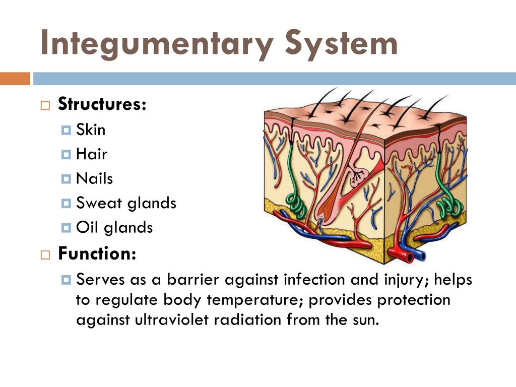 PPT Unit 10 Human Body Systems PowerPoint Presentation, free download