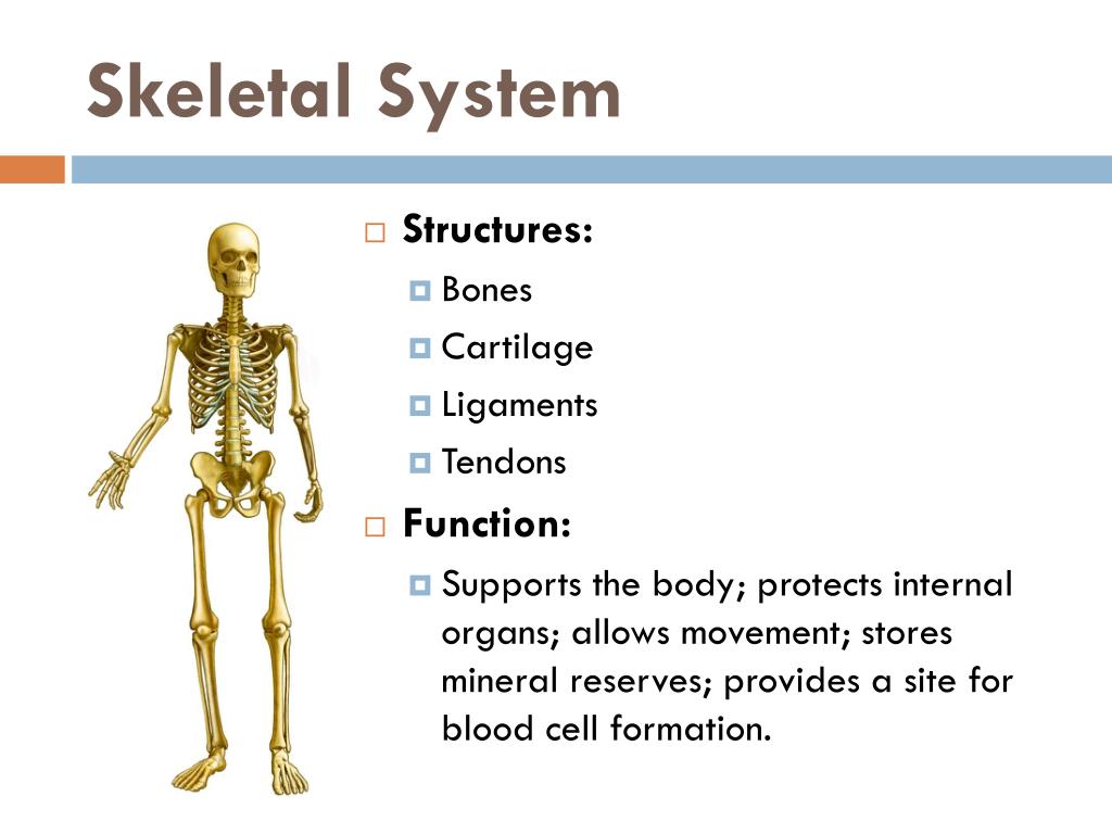 PPT Unit 10 Human Body Systems PowerPoint Presentation, free download