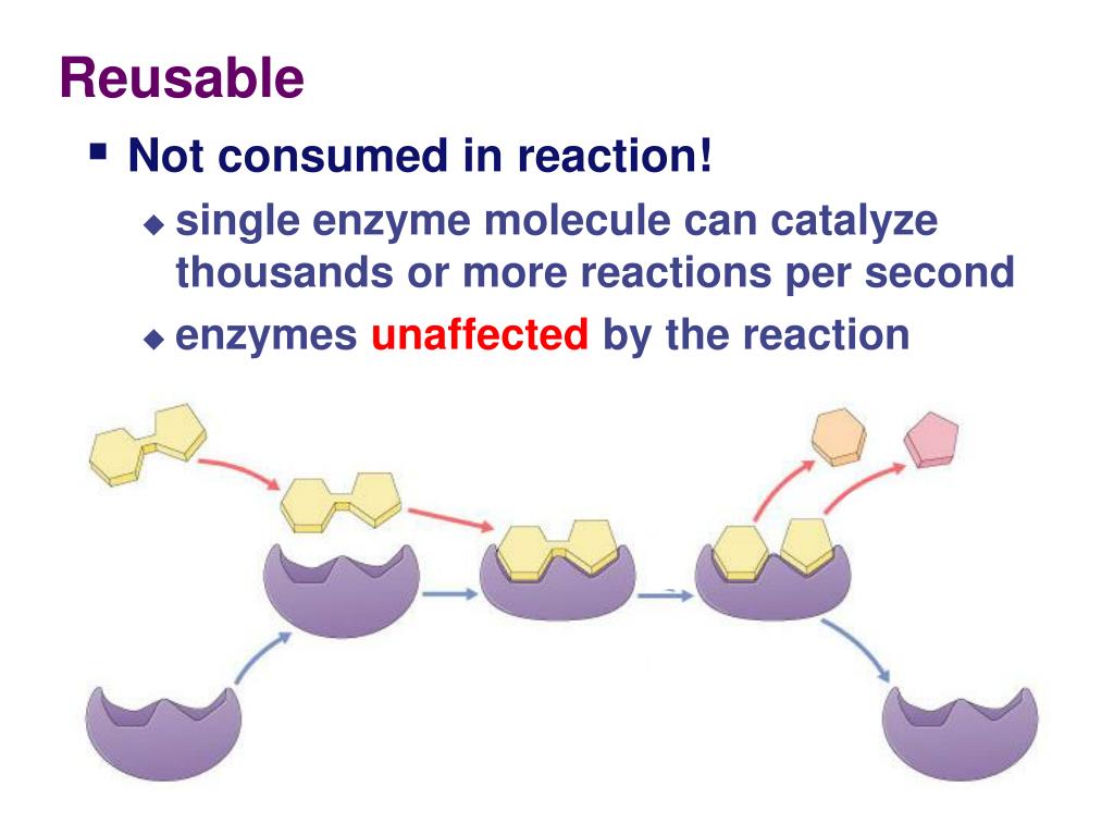 PPT Chapter 6 Enzymes PowerPoint Presentation, free download ID2065769