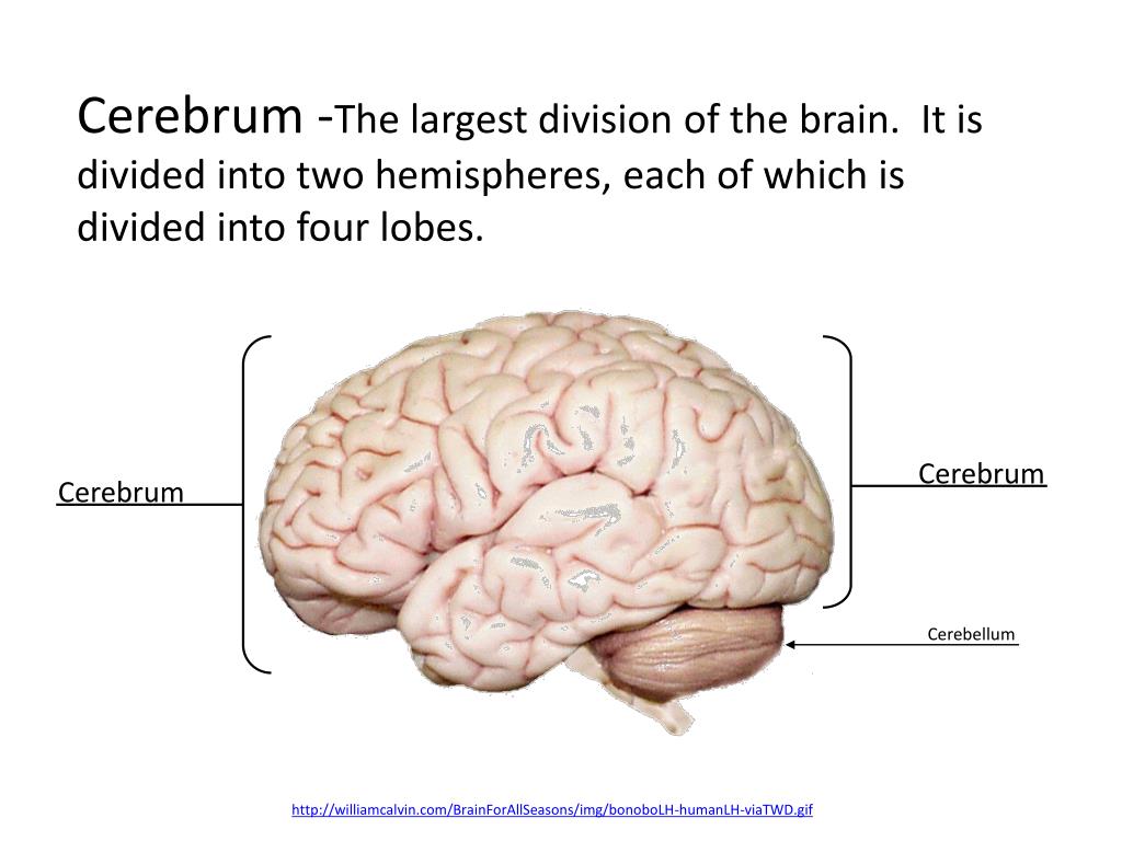 PPT The Cerebrum PowerPoint Presentation, free download