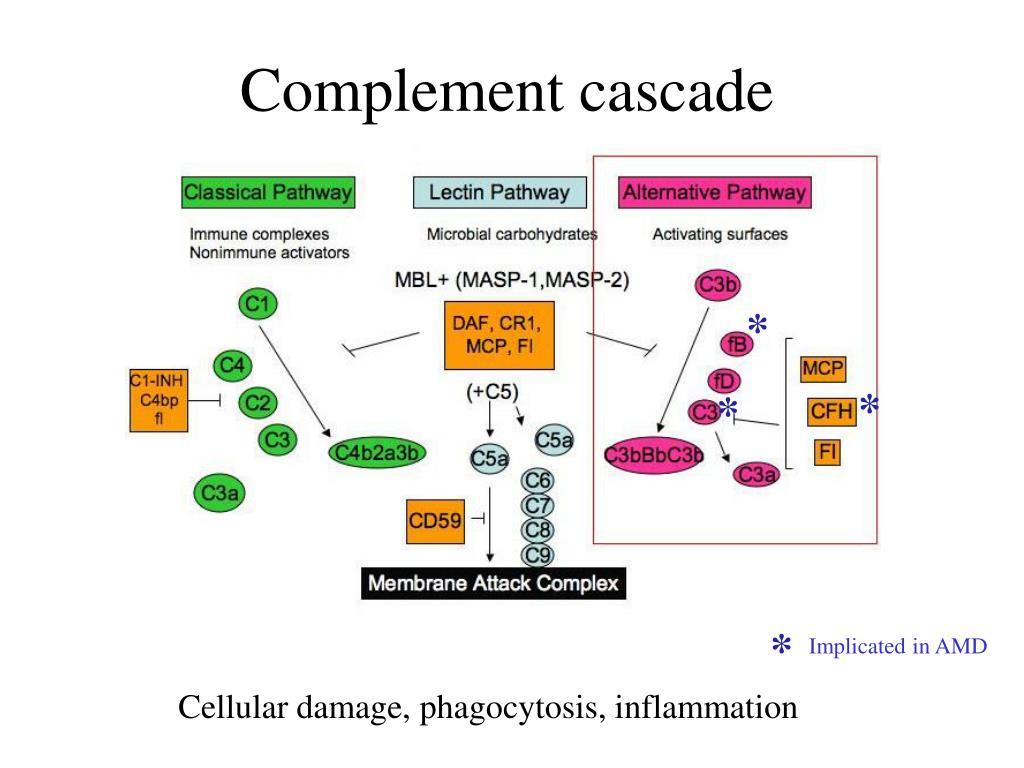 PPT Agerelated macular degeneration and the Y402H polymorphism in