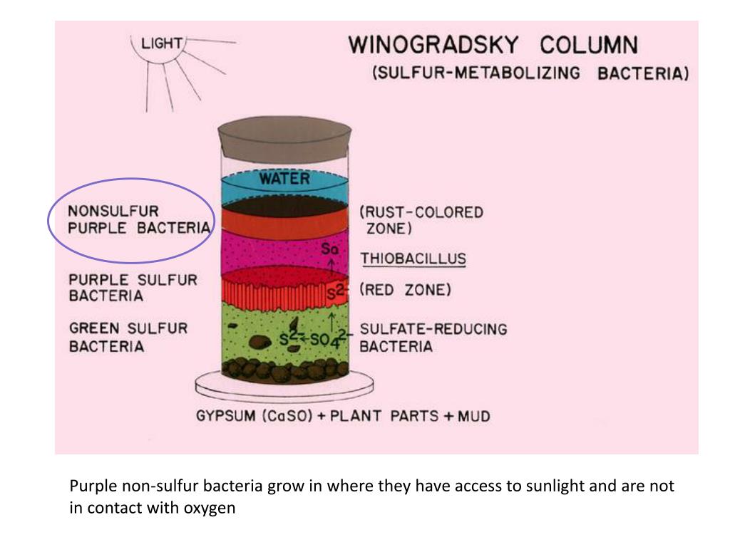 PPT Purple NonSulfur Bacteria PowerPoint Presentation, free download