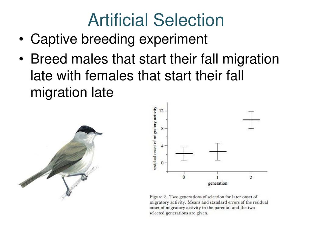 PPT Animal Behaviour PowerPoint Presentation, free download ID2070953