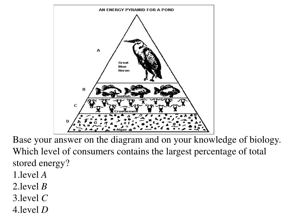 PPT Aim How does energy flow through a food web? PowerPoint Presentation ID2071007