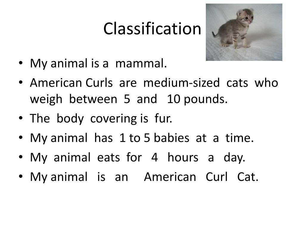 PPT American Curl Cats PowerPoint Presentation, free download ID