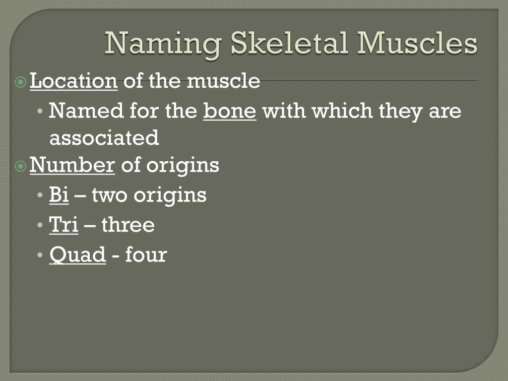 Maybe you would like to learn more about one of these? Ppt Naming Skeletal Muscles Powerpoint Presentation Free Download Id 2074415