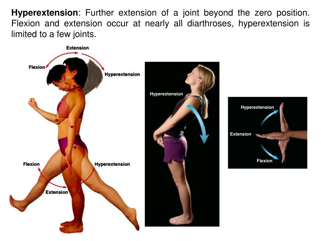 PPT Body Movements and Muscle Histology PowerPoint Presentation, free