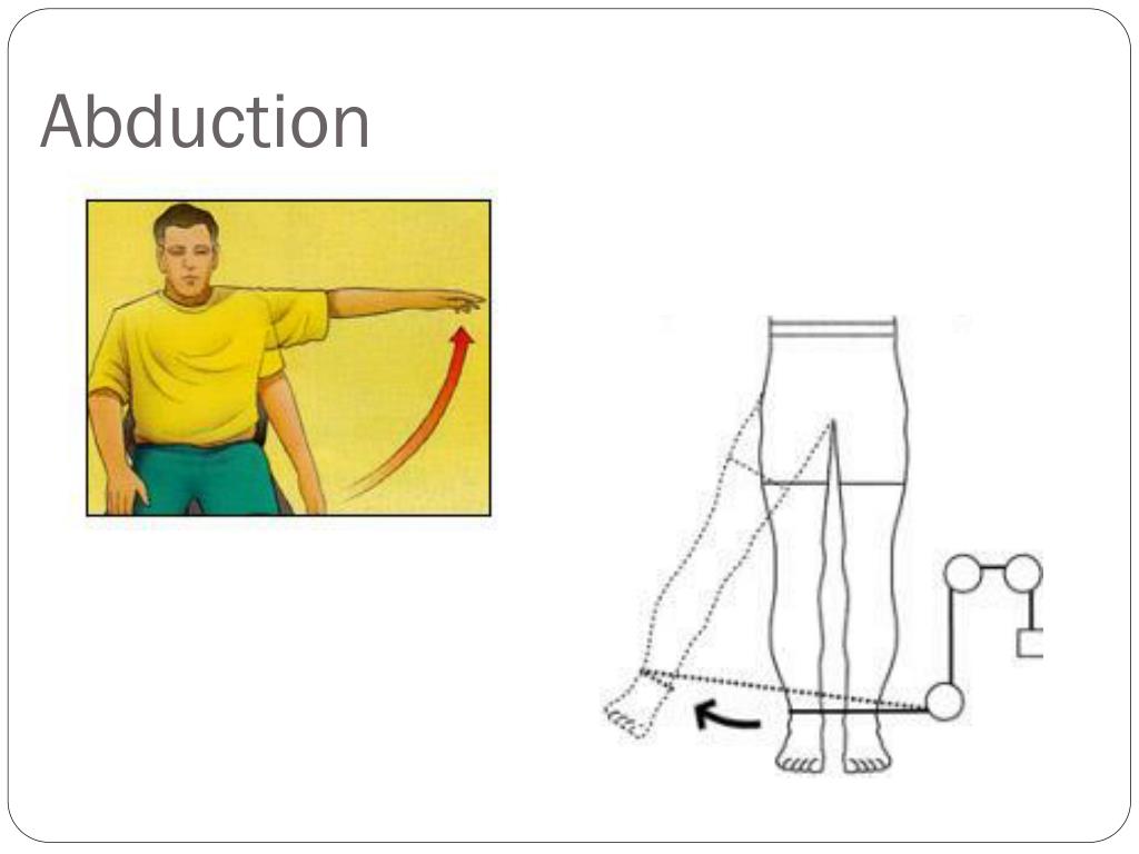 PPT Anatomical Directions & Movements PowerPoint Presentation ID