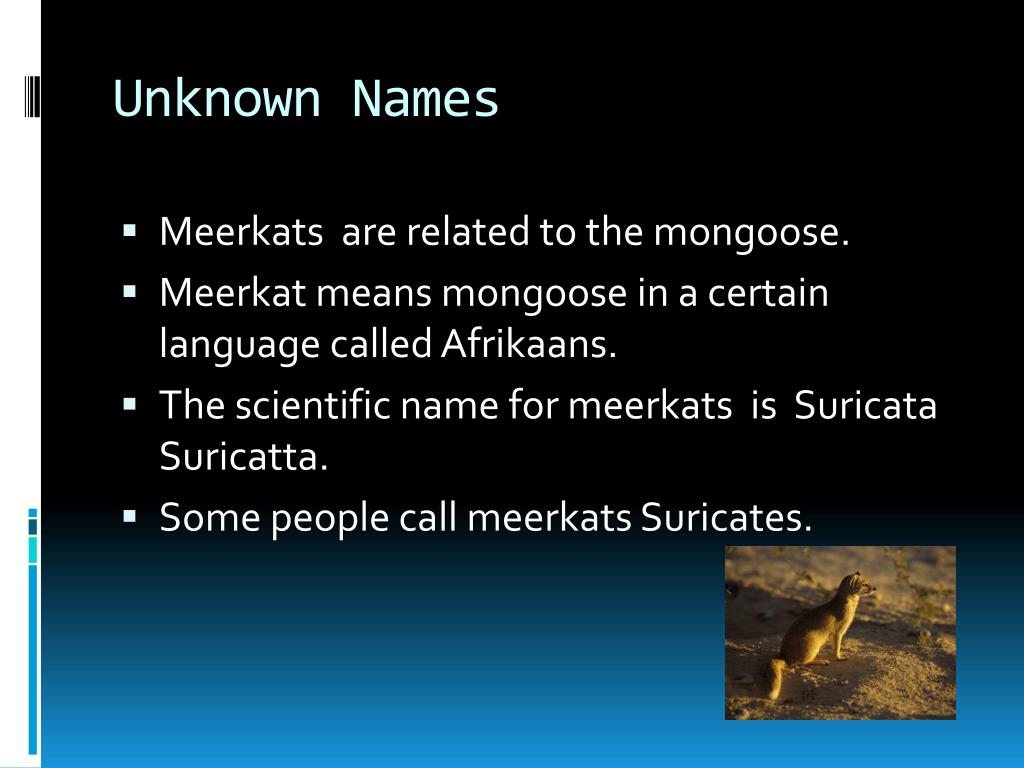 PPT Meerkat PowerPoint Presentation, free download ID