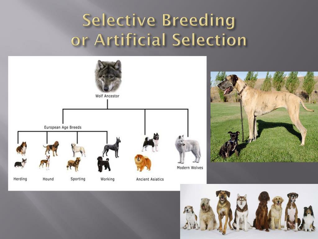 PPT Evidence for Evolution PowerPoint Presentation, free download