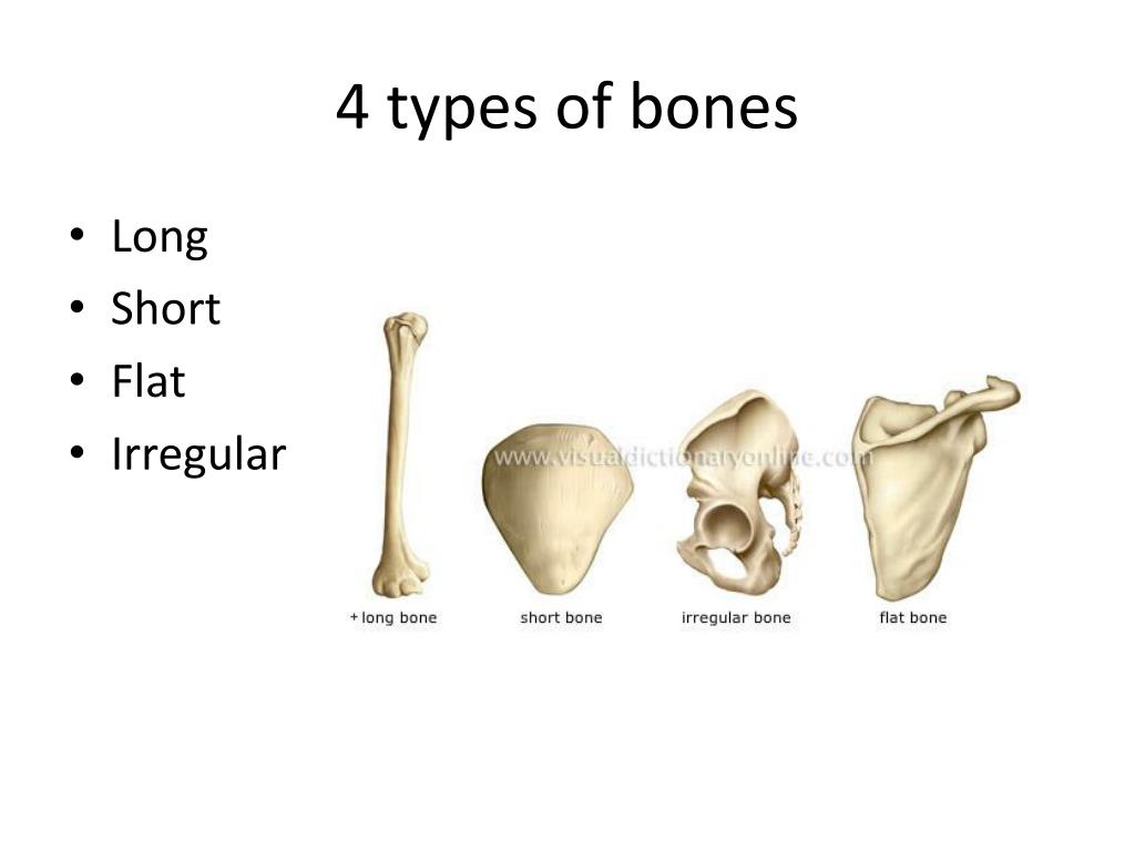 PPT Types and Histology of Bones PowerPoint Presentation, free PPT Types and Histology of Bones PowerPoint Presentation, free