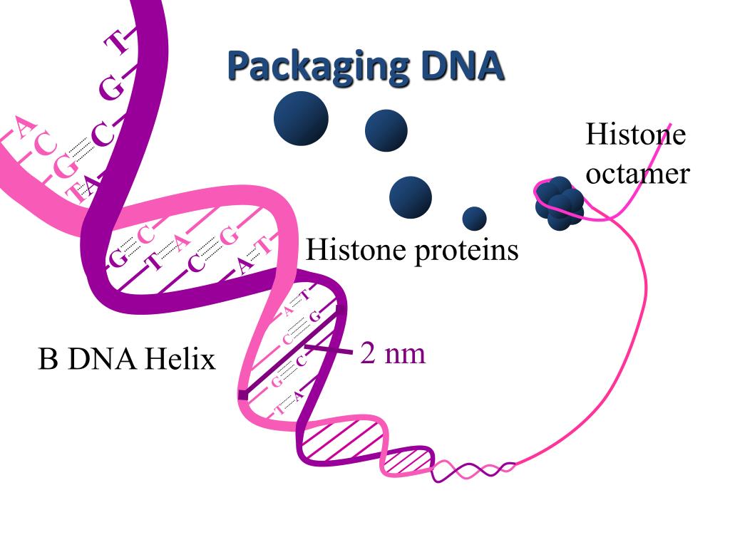 PPT DNA and RNA PowerPoint Presentation, free download ID2080930
