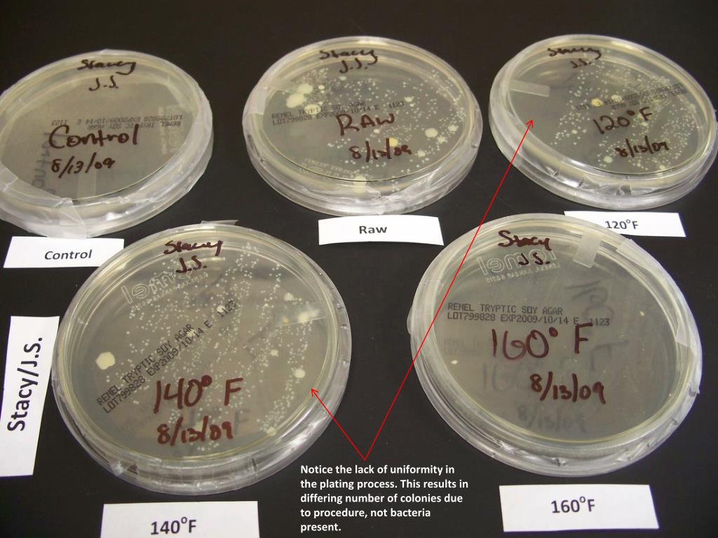 PPT The Effect of Cooking Temperature on the Amount of Bacteria in