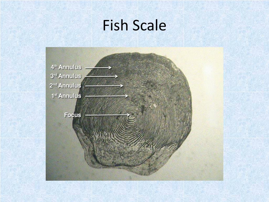 PPT Bony Fish PowerPoint Presentation, free download ID2082302