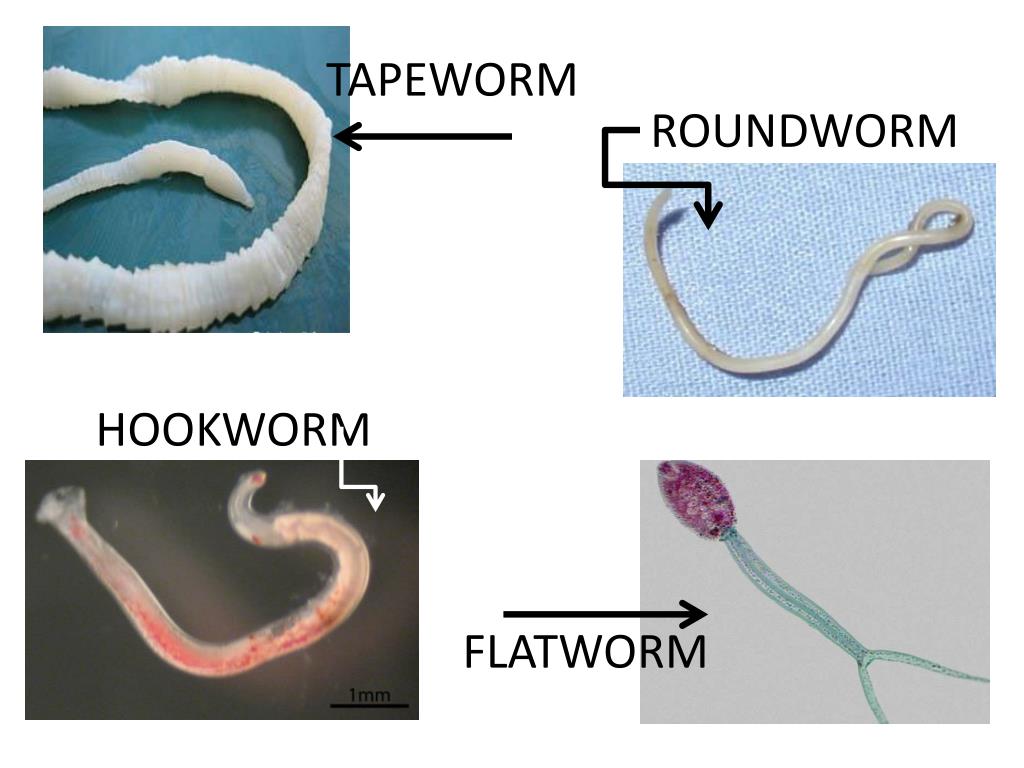 PPT The Immune System PowerPoint Presentation, free download ID2082944