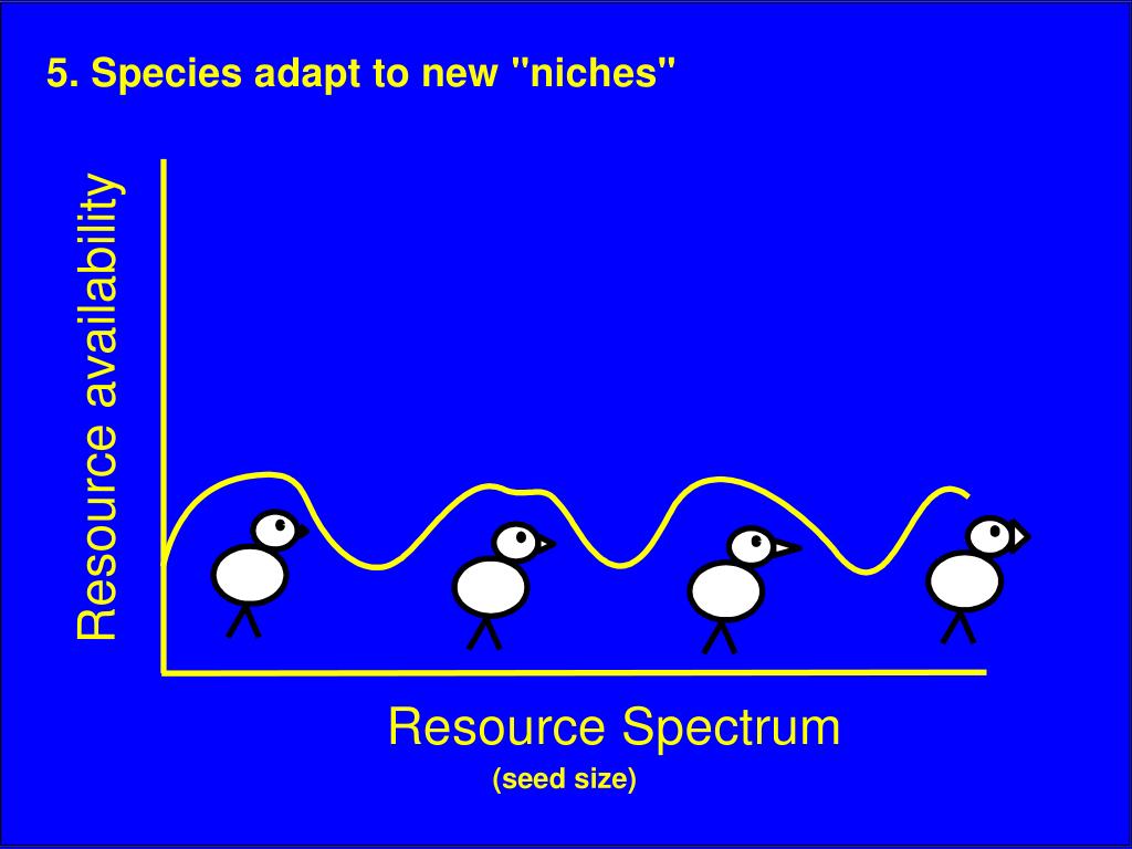PPT The Ecology of Adaptive Radiation PowerPoint Presentation, free