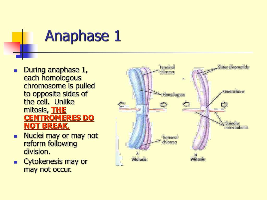 PPT Meiosis PowerPoint Presentation, free download ID2084156