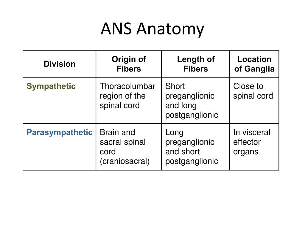PPT Autonomic Nervous System PowerPoint Presentation, free download