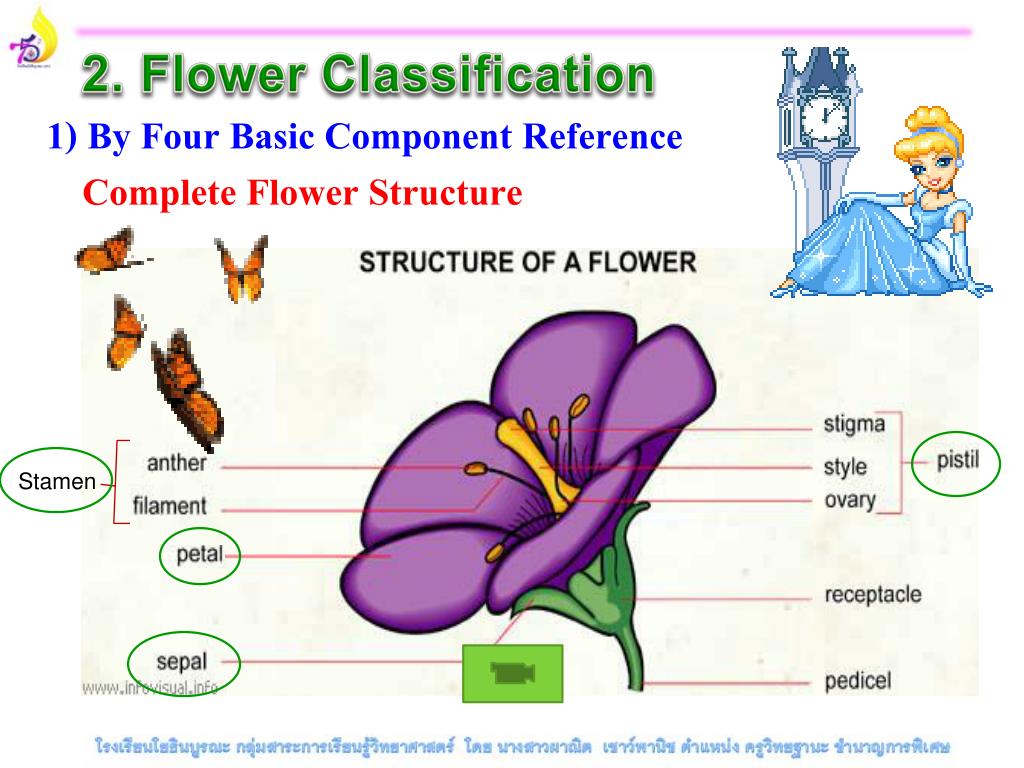 PPT PLANT REPRODUCTION PowerPoint Presentation, free download ID
