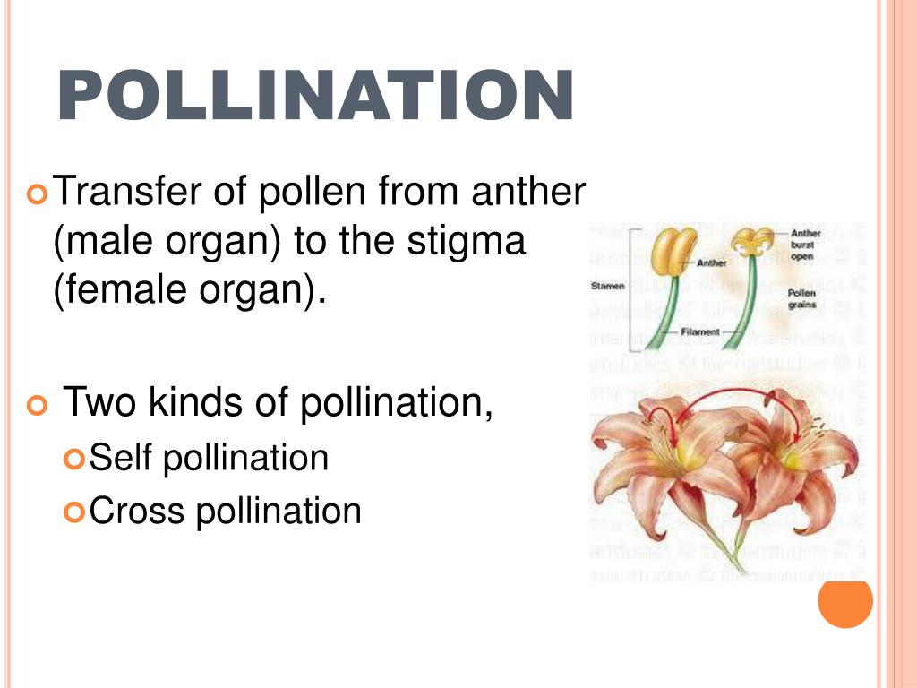 PPT PLANT BREEDING AGR 3204 PowerPoint Presentation, free download