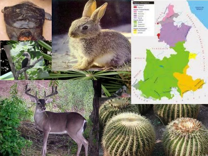 PPT PUEBLA ESPECIES EN PELIGRO PowerPoint Presentation, free download