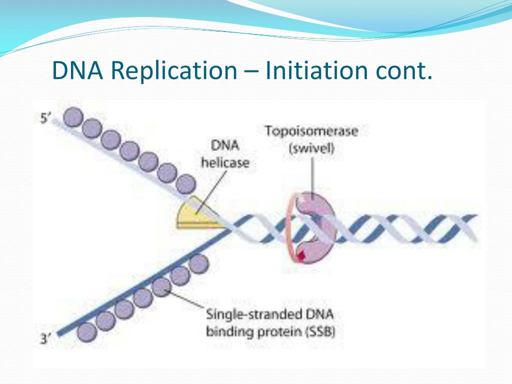 PPT - Molecular Events in DNA Replication PowerPoint Presentation, free