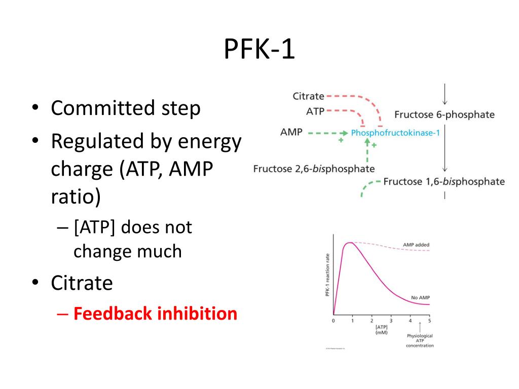 PPT Regulation of Glycolysis PowerPoint Presentation, free download