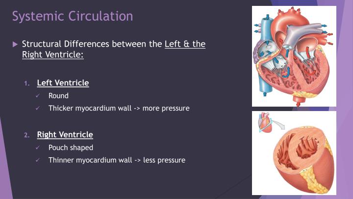 urbanimagedesign What Is The Difference Between Pulmonary And Systemic