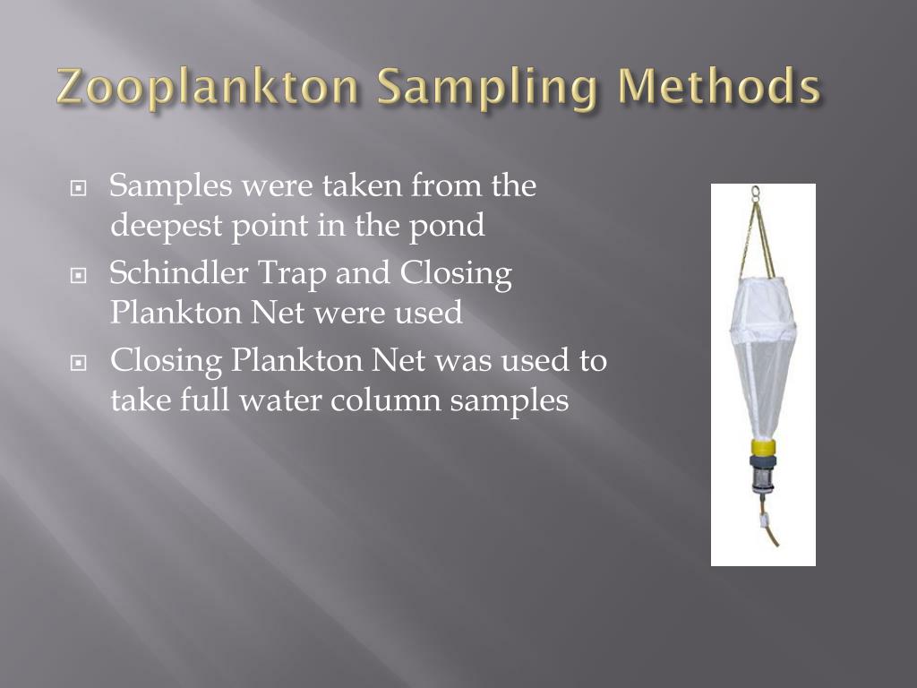 PPT Littoral macroinvertebrates and zooplankton PowerPoint
