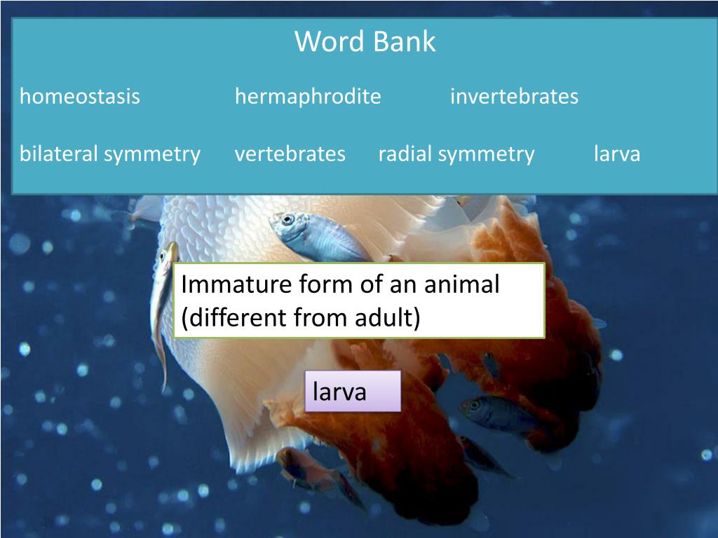 PPT Simple Invertebrate Review PowerPoint Presentation, free download