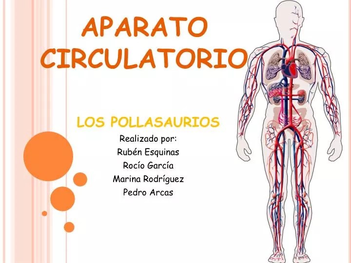 PPT APARATO CIRCULATORIO PowerPoint Presentation, free download ID