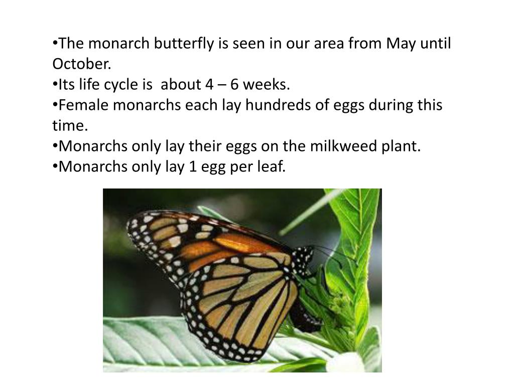 PPT The Monarch Life Cycle PowerPoint Presentation, free download
