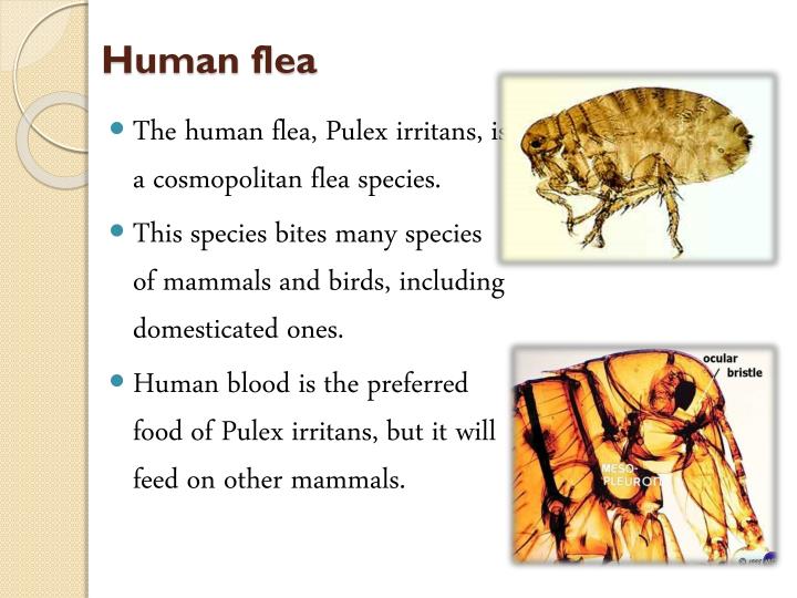 PPT Flea & Bedbug PowerPoint Presentation ID2095193