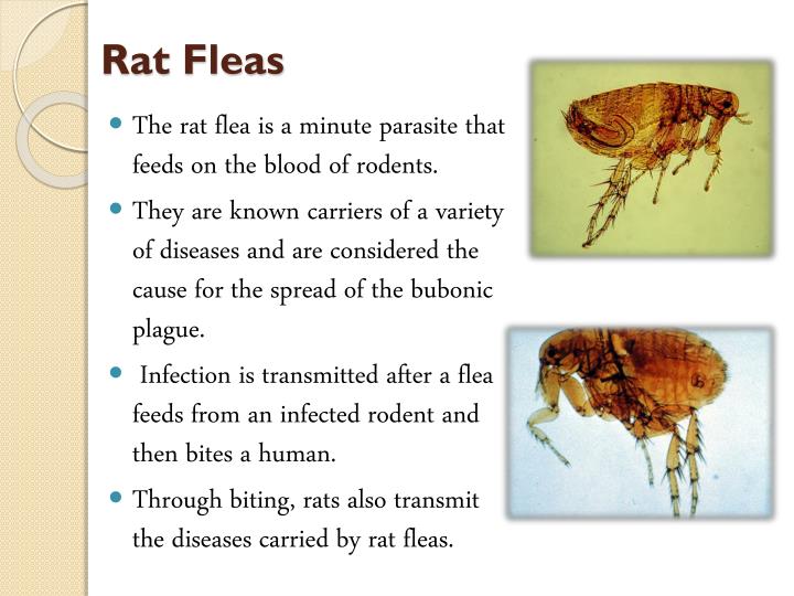 PPT Flea & Bedbug PowerPoint Presentation ID2095193