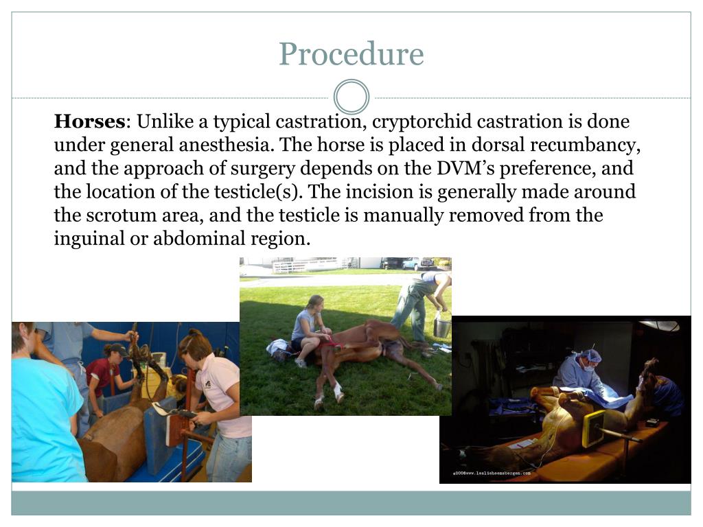 PPT Cryptorchidism PowerPoint Presentation, free download ID2097296