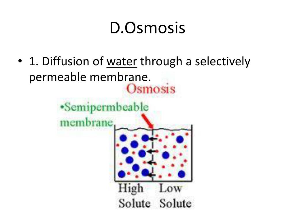 PPT 73 Cell Boundaries PowerPoint Presentation, free download ID