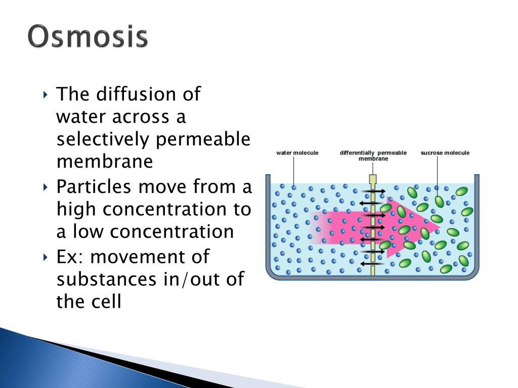PPT The Plasma Membrane and Cell Transport PowerPoint Presentation