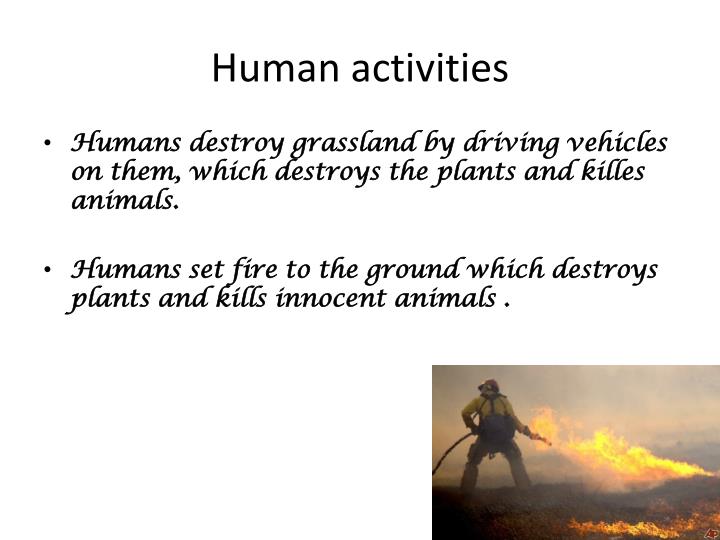 PPT GRASSLAND PowerPoint Presentation ID2098859