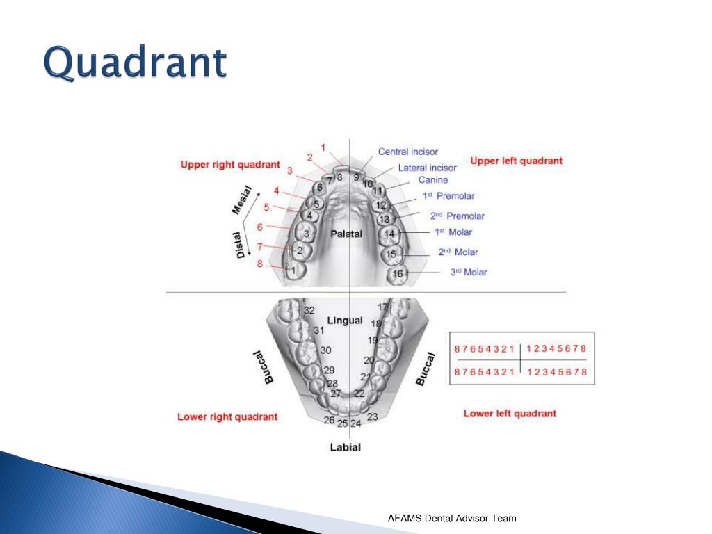 PPT Dental Nomenclature PowerPoint Presentation, free download ID