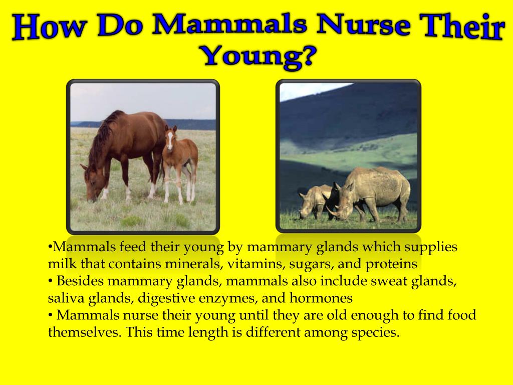 PPT By Hillary Goins Zoology 8 th Period PowerPoint Presentation