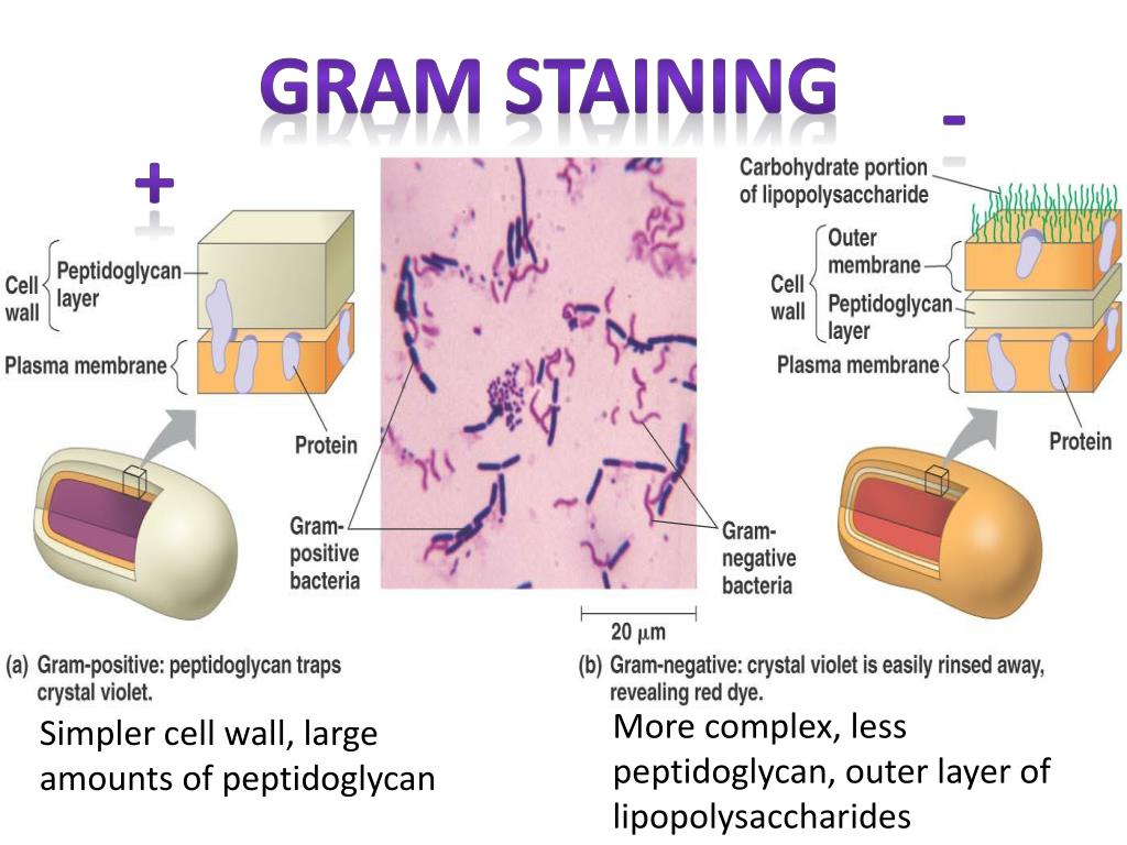 Archaebacteria Cell Wall
